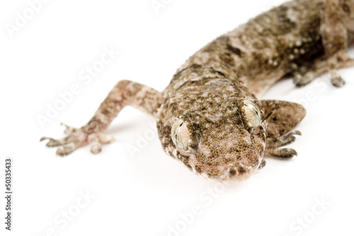 Gecko close head