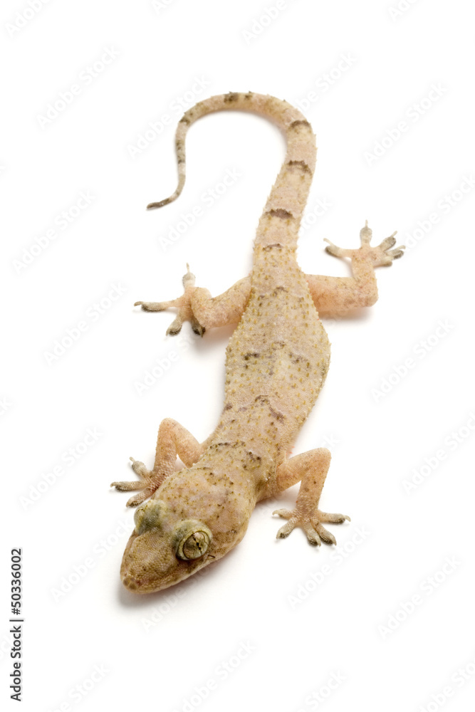 Naklejka premium Gecko