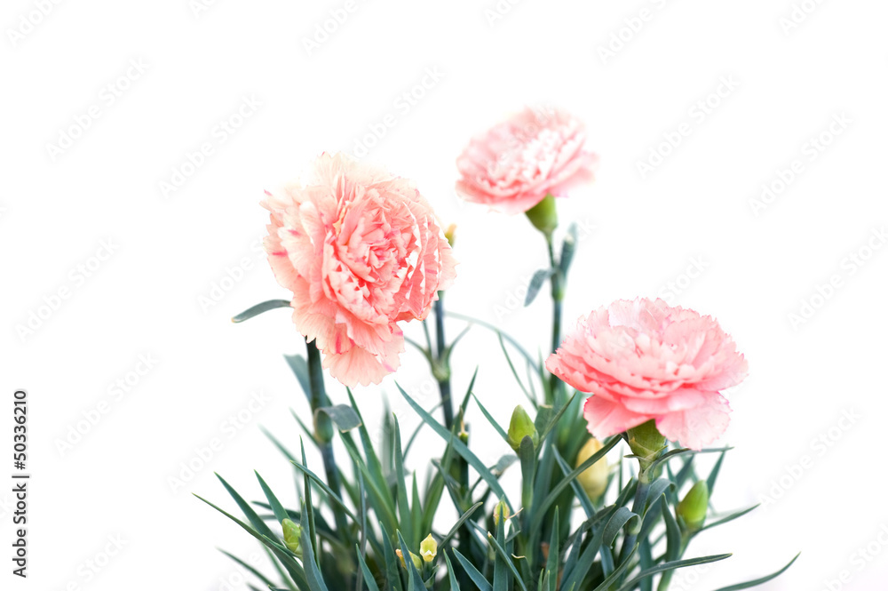 garofani rosa garofani rosa