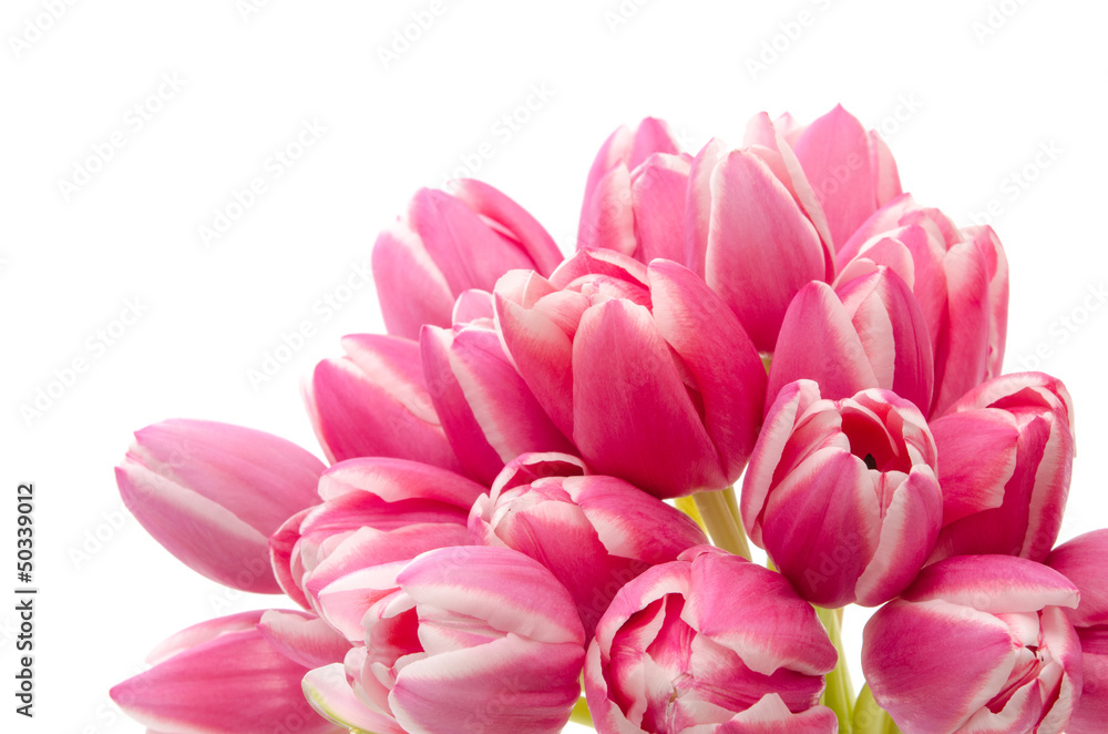 Obraz premium Tulpenblüten