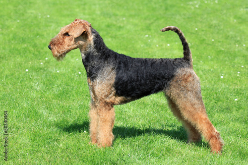Fotografie Airedale Terrier on the green grass