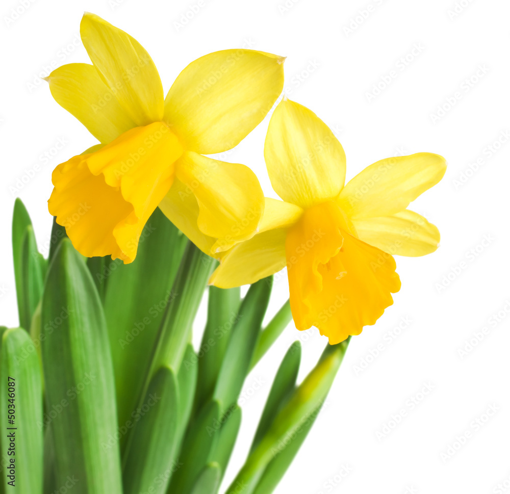 Obraz premium daffodils in green grass over white