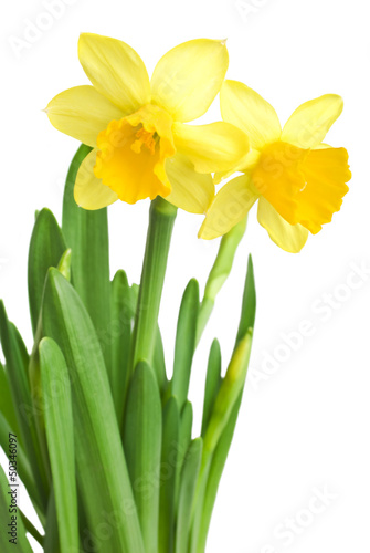daffodils in green grass over white
