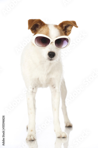 Hund mit Sonnenbrille - Dog with sunglasses © DoraZett