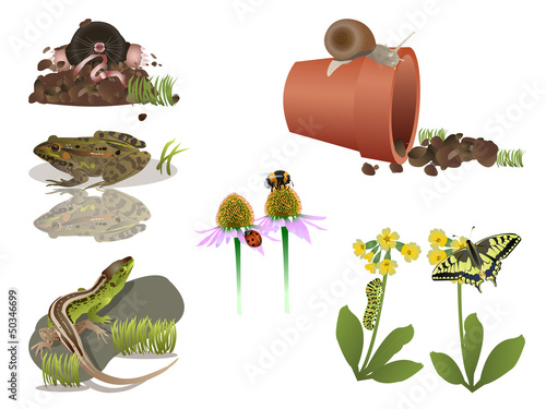 Small animals in nature