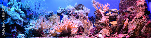 marine aquarium on display in a zoo #50349237