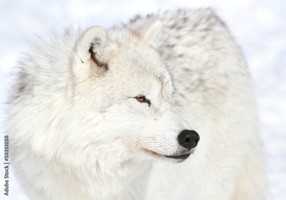 Naklejka premium loup blanc en hiver