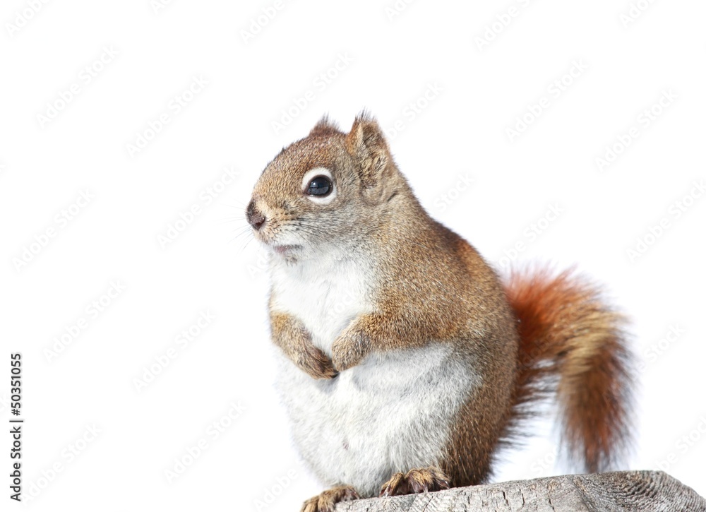 Obraz premium portrait d écureuil