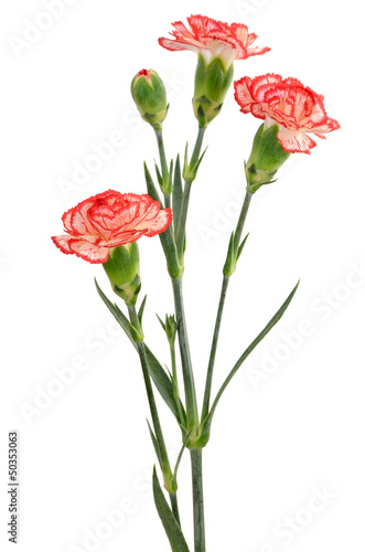 Red with white carnation flower