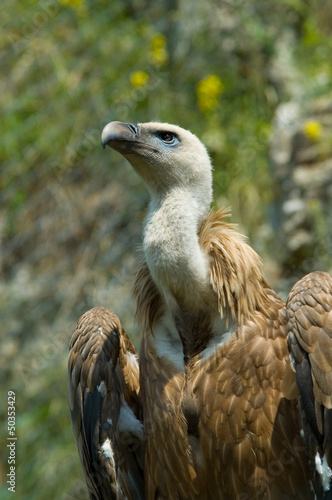 Vulture in Zoo