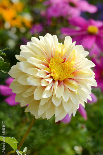 Fototapeta Naklejka Na Ścianę i Meble -  Blumen 260