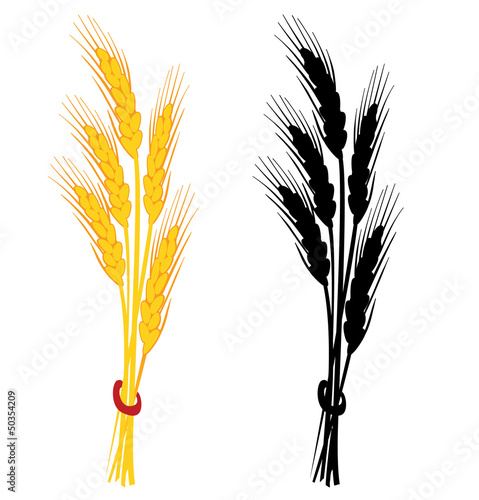 Wheat ear vector illustration