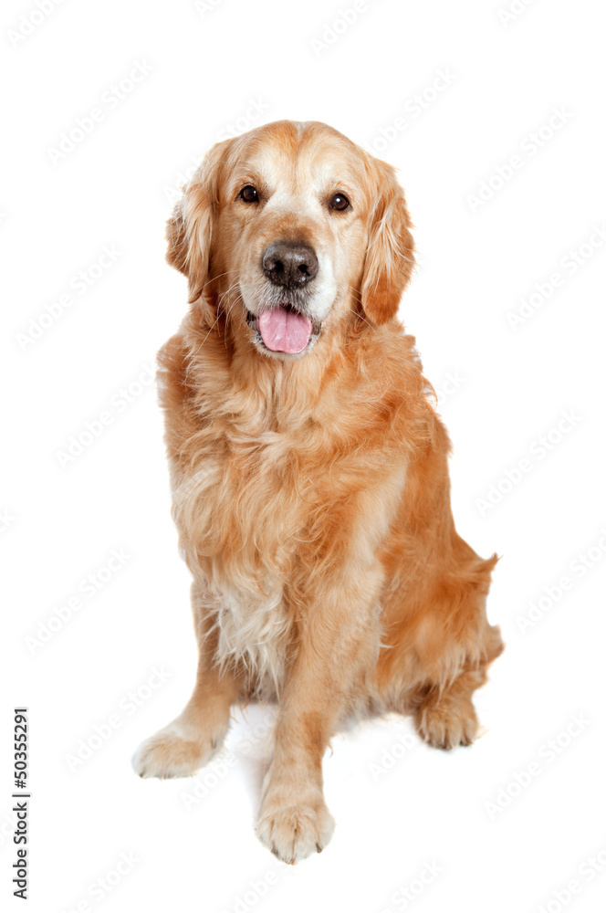 Golden retriever dog posing