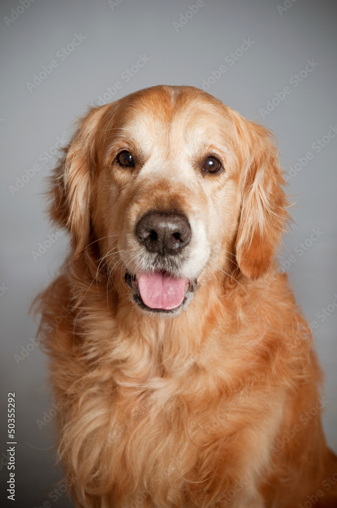Golden retriever dog portrait