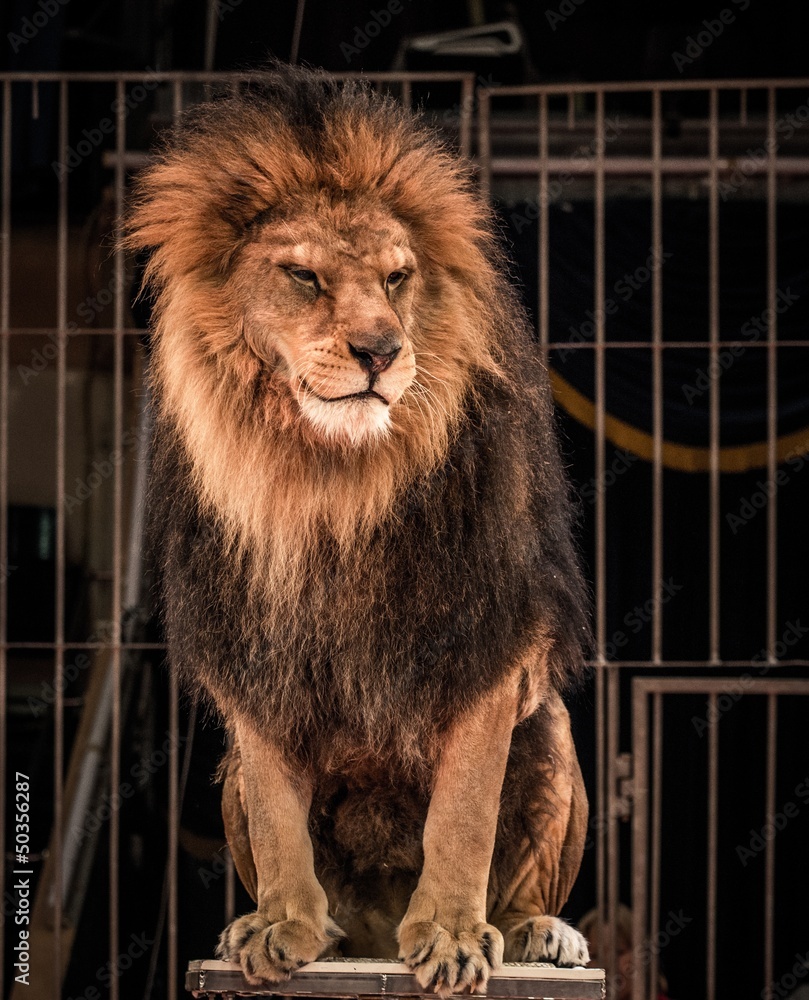 Naklejka premium Wspaniały lew siedzący w klatce cyrkowej areny