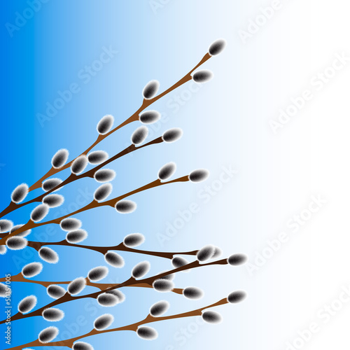 Pussy willow branches