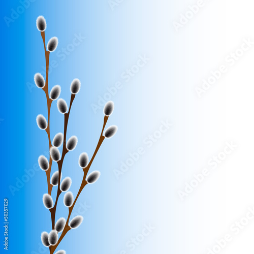 Pussy willow branches