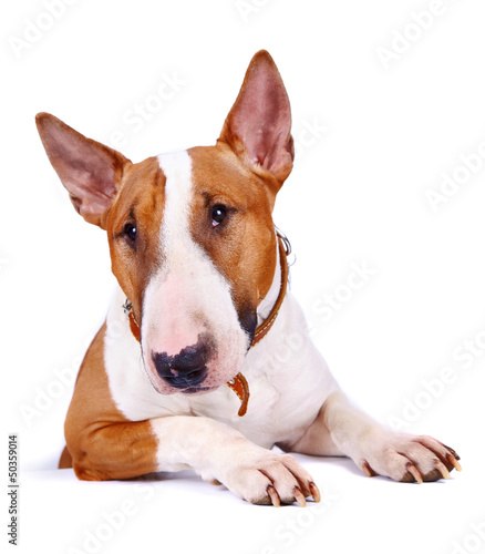 Foto Portrait of a bull terrier