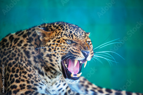 Leopard #50365281