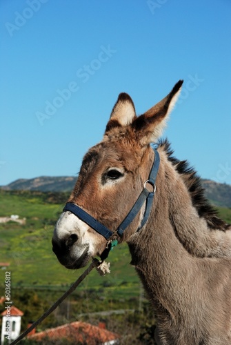 Tethered donkey, Andalusia, Spain © Arena Photo UK © arenaphotouk
