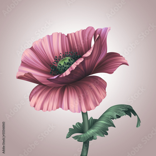 Fototapeta Naklejka Na Ścianę i Meble -  beautiful pink poppy isolated on light background