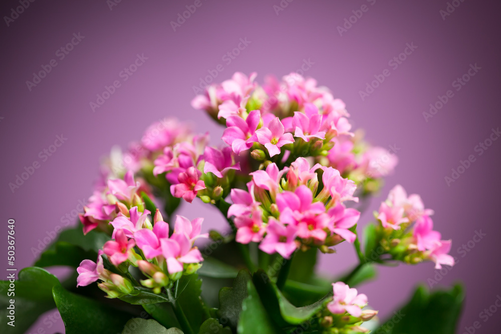 beautiful Verbena hybrida flowers beautiful Verbena hybrida flowers