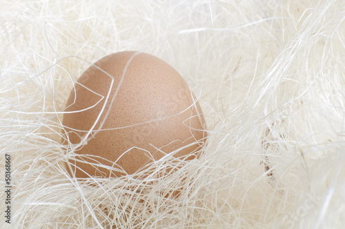 oeuf protégé dans un nid