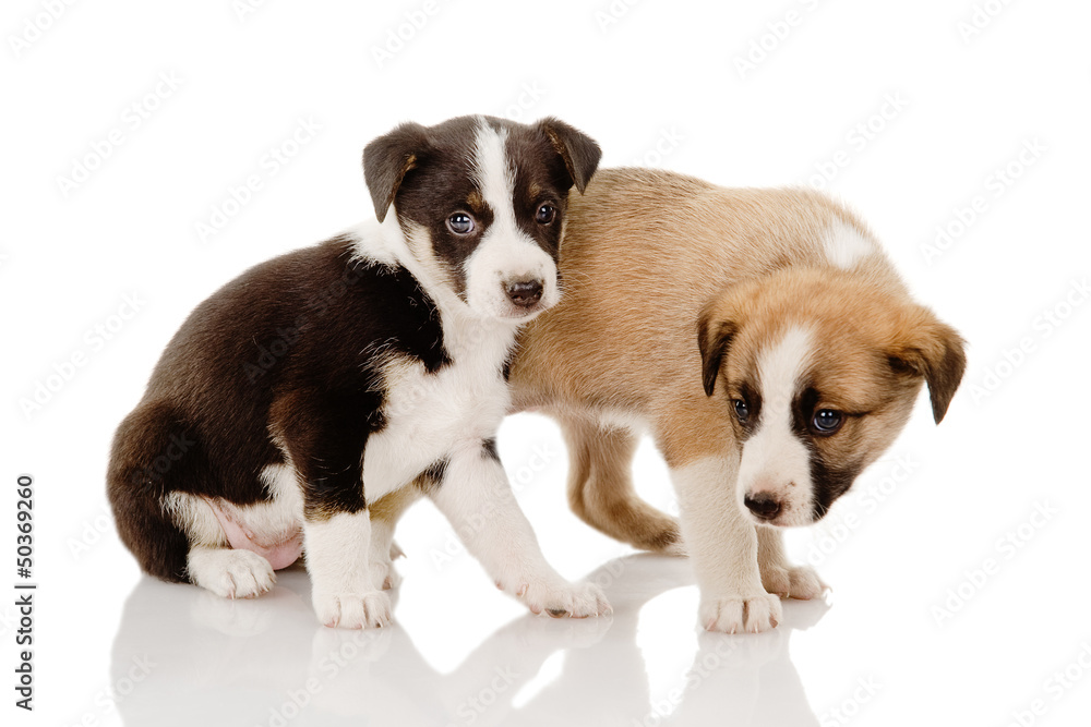 two cute puppies. isolated on white