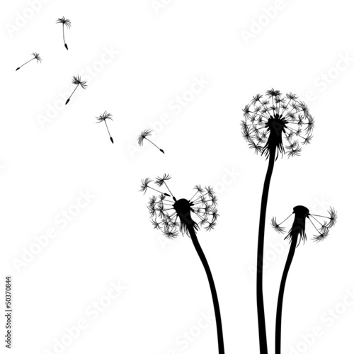 Fototapeta Naklejka Na Ścianę i Meble -  Floral background, dandelion