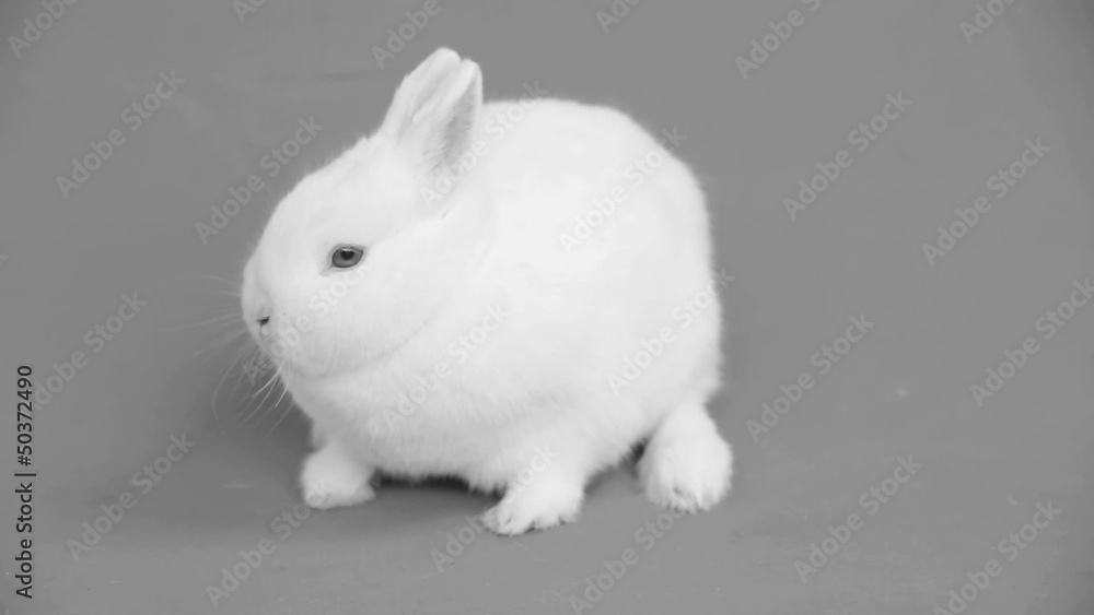 Fluffy white bunny Fluffy white bunny
