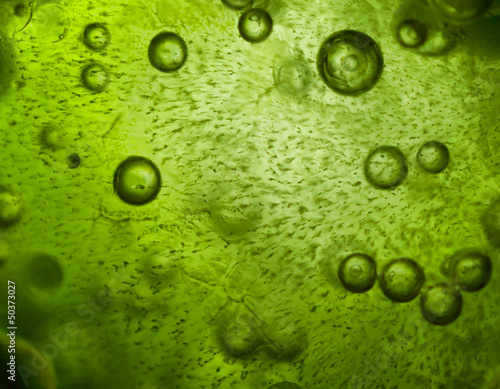 Stampa su tela Close up of spirulina ice