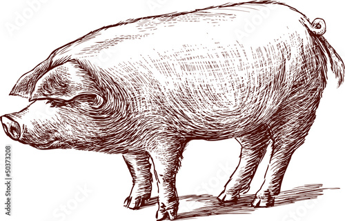 pig