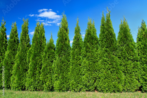 Cypresses