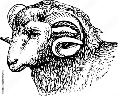 ram's head