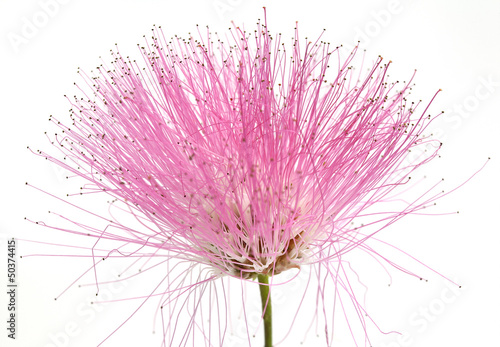 beauty pink flower isolated on white background