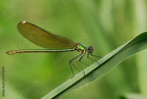 Calopteryx splendes,