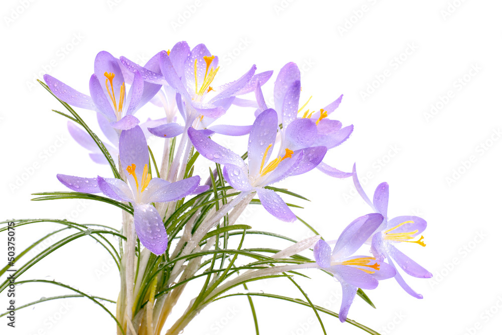 Crocuses flower on white ground Crocuses flower on white ground