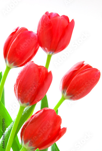 Red tulips bouquet.