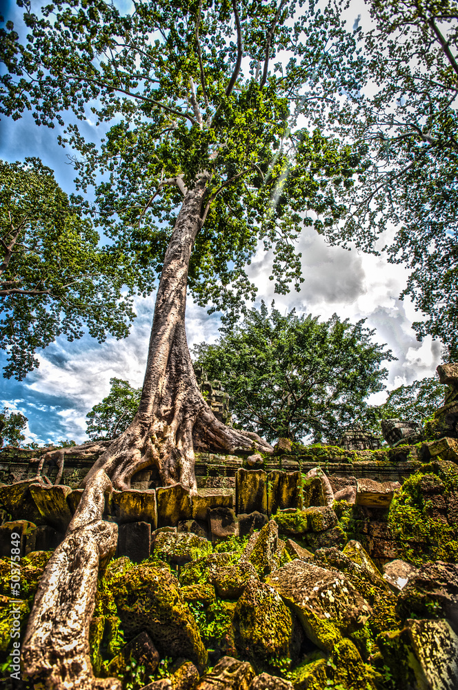 Fototapeta premium Strangaling Banyan Trees at Angkor Wat, Ta Prohm, Cambodia
