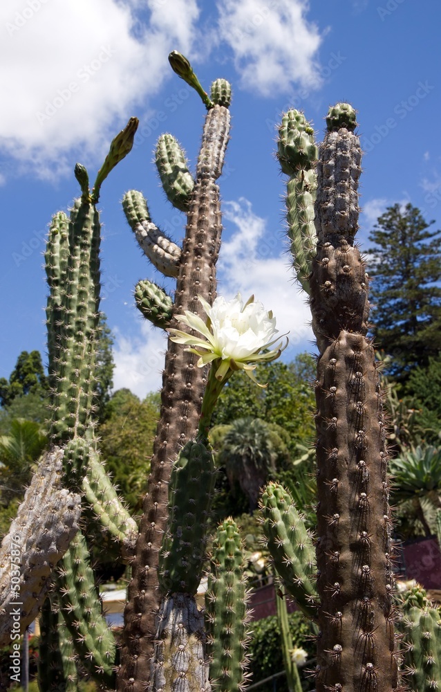 cactus en fleur (île de Madère) cactus en fleur (île de Madère)