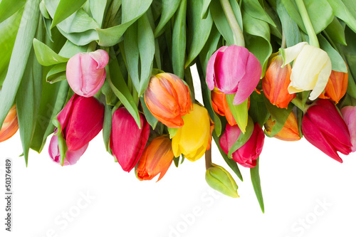 Fototapeta Naklejka Na Ścianę i Meble -  spring tulips border