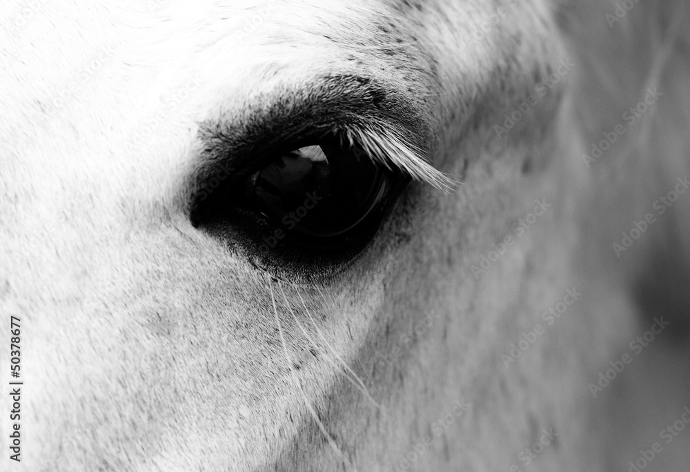 Fototapeta biały koń