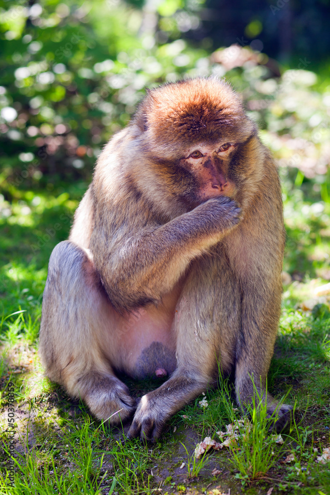 Obraz premium Berberaffe