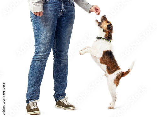 Parson Jack Russell Terrier snatching at a treat photo