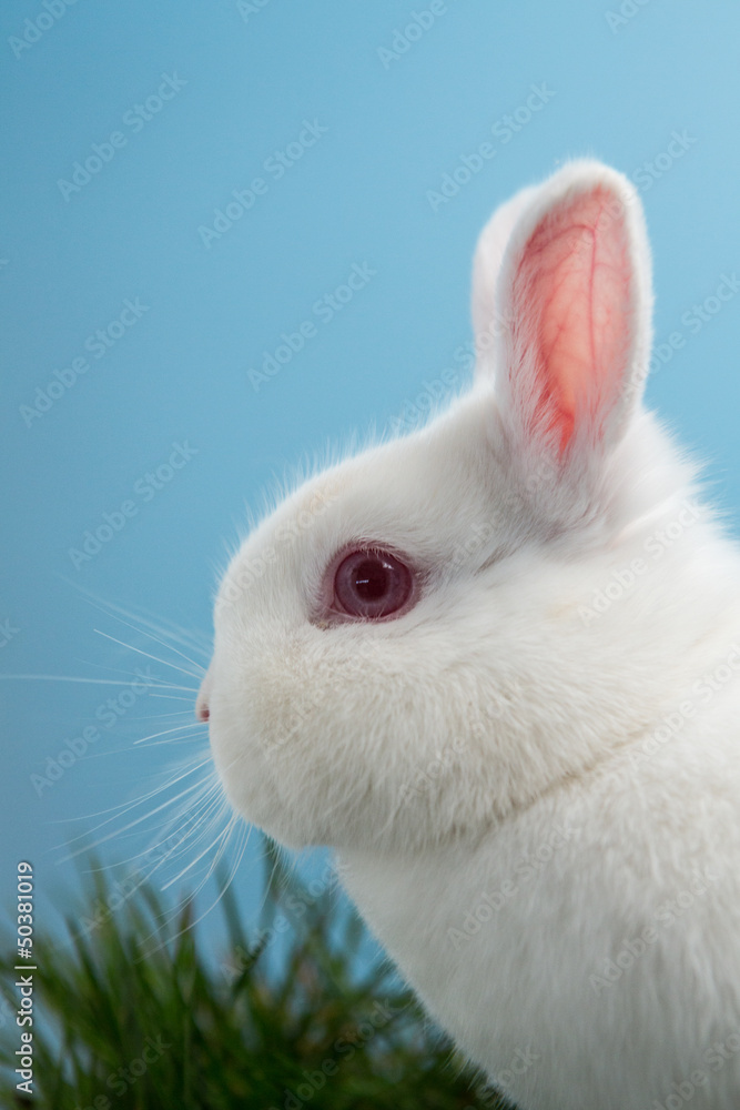 White fluffy rabbit with pink ears and eyes White fluffy rabbit with pink ears and eyes