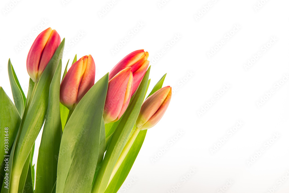 Fototapeta premium Bouquet of pink and yellow tulips