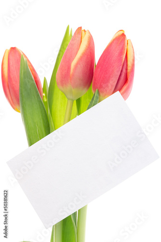 Fototapeta Naklejka Na Ścianę i Meble -  Pink and yellow tulips with blank card