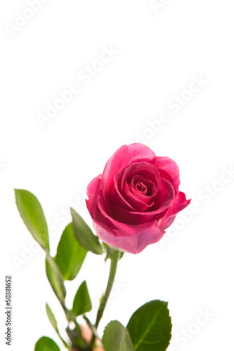 Pink rose in bloom with stalk