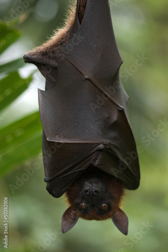 Fruit bat, Singapore