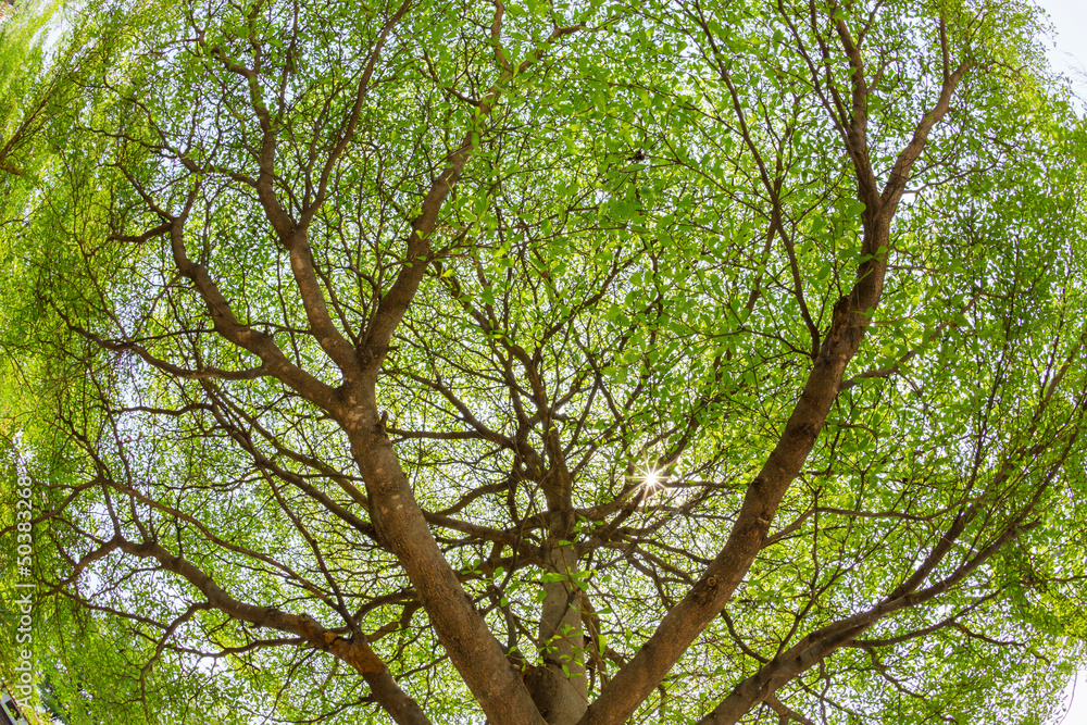 Fototapeta premium Branches of the tree against sunlight